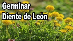 Dientes de león en crecimiento: Cómo plantar, cultivar y cuidar los dientes de león