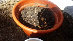El cultivo de cáñamo: Cómo plantar y cuidar el cáñamo