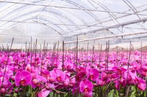el cultivo de orquídeas