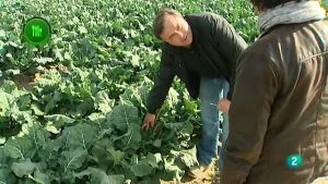 El cultivo del brócoli: La guía completa para plantar, cultivar y cosechar el brócoli