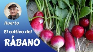 El cultivo del rábano picante: Cómo plantar, cultivar y cosechar el rábano picante