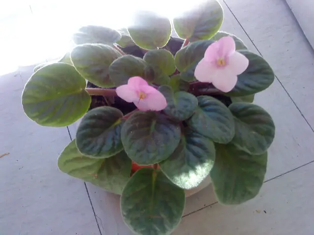 Empezando una Violeta Africana - Cultivando Plantas de Violeta Africana