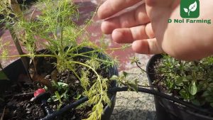 Growing Dill: La guía completa para plantar, cultivar y cosechar eneldo