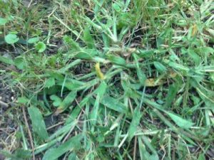 La identificación de las malas hierbas de césped y jardín