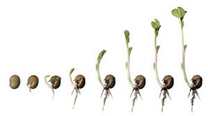 La temperatura correcta de germinación de las semillas para sus plantas