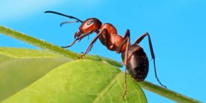 Las hormigas