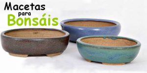 Macetas De Bonsai