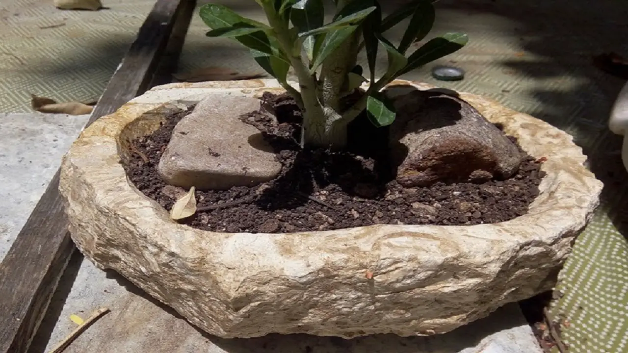 Descubre nuestras 【OFERTAS en Macetas De Piedra】 ¡Entra!