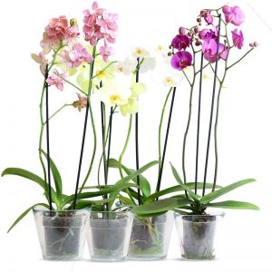 Macetas Para Orquideas Phalaenopsis