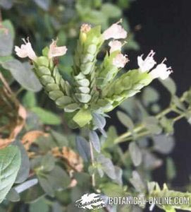 Guardar semillas de apio - Cómo cosechar semillas de apio - Consejos