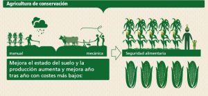 Micro-agricultura: ¿Qué es y cómo se hace?