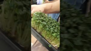 Microverdes: Qué es y cómo cultivar 42 variedades de microverde