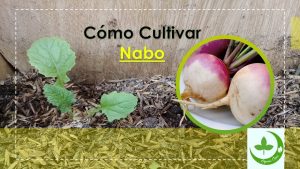 Nabos en crecimiento: La guía completa para plantar, cultivar y cosechar nabos