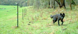 Pastores Electricos Para Perros