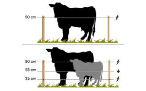 Pastores Electricos Para Vacas