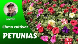 Petunias en crecimiento: Una guía completa sobre cómo plantar, cultivar y cuidar las petunias
