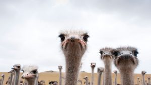 Romper los mitos sobre el uso de cáscaras de huevo en el jardín