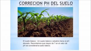 Suelo ácido: lo que significa y cómo lidiar con él