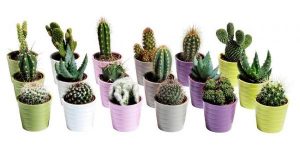 Tiestos Para Cactus