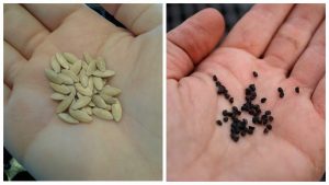 ¿Vale la pena empapar las semillas antes de plantarlas? ¿Cómo lo haces?