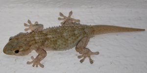 Auyentadores De Lagartijas