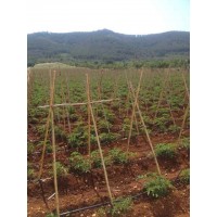 Cañas Para Tomateras