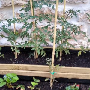 Tutores De Bambu Para Tomates