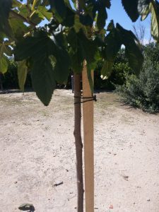 Tutores Para Arboles