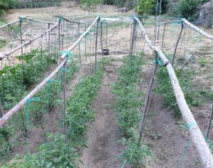 Tutores Para Tomates