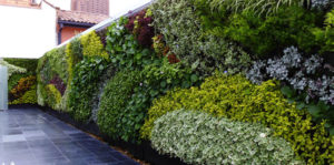 2 opciones de riego de jardín vertical para mantener su muro vivo floreciente
