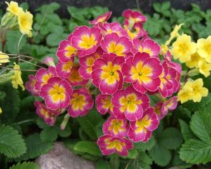 24 flores de invierno que añadirán un color vibrante a tu jardín