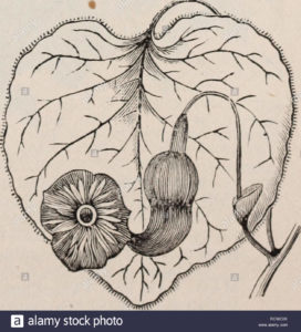 26 plantas en espaldera que son brillantes, encantadoras y absolutamente magníficas