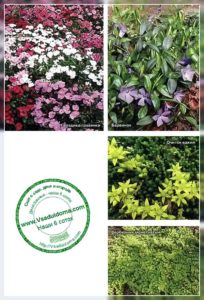 30 magníficas plantas de cobertura de suelo para enriquecer su jardín