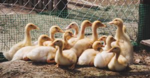 5 maneras de usar la caca de pato para enriquecer el suelo de su paisaje comestible