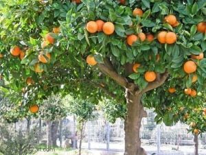 Frukttrær