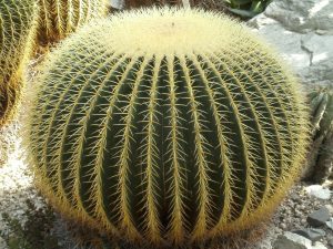 Cactus Asiento De Suegra