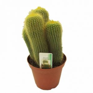 Cactus Eriocactus