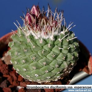 Cactus Strombocactus Disciformis