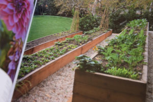 Camas elevadas, parcelas en el suelo o contenedores: ¿Qué diseño de jardín elegir?