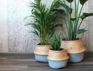 Cestas De Mimbre Para Macetas