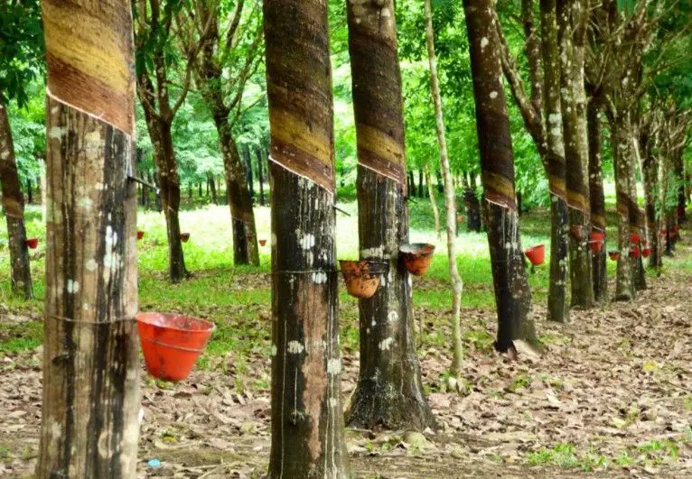 rubber tree milk
