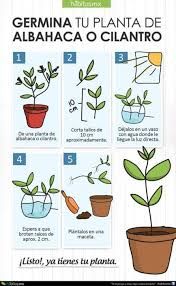 Comprando semillas estratégicamente: Una guía del jardinero frugal para ordenar semillas