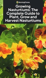 Creciendo Nasturtiums: La guía completa para plantar, cultivar y cosechar nasturtiums