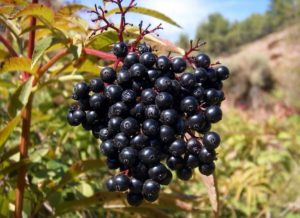 Cultivando bayas de saúco: Una guía completa sobre cómo plantar, cultivar y cosechar bayas de saúco