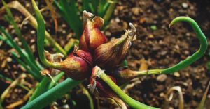 Cultivando cebollas caminantes egipcias: Cómo plantar, cultivar y cosechar estas cebollas únicas