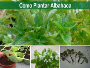 El crecimiento de Tatsoi: Variedades, Guía de plantación, cuidados, problemas y cosecha
