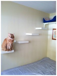 Estanterias Para Gatos