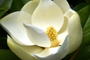 Magnolia grandiflora / Magnolia de verano, Magnolia de flor grande