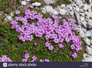 Perejil hoja lila, Lilac lacinia