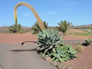 Planta Agave Del Dragon